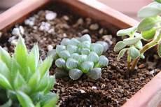 多肉植物玉露